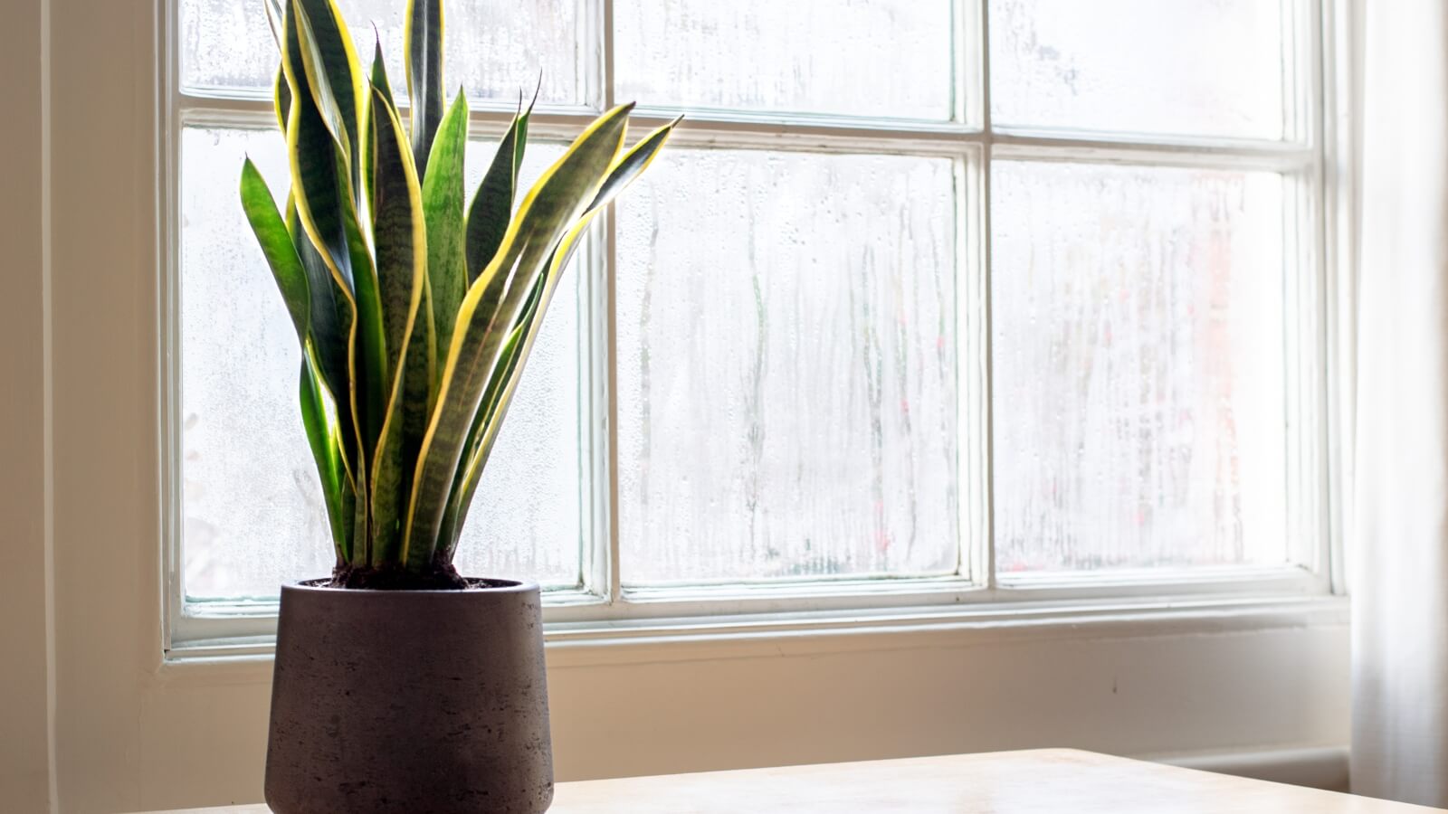 Closeup of a snake plant next to a window