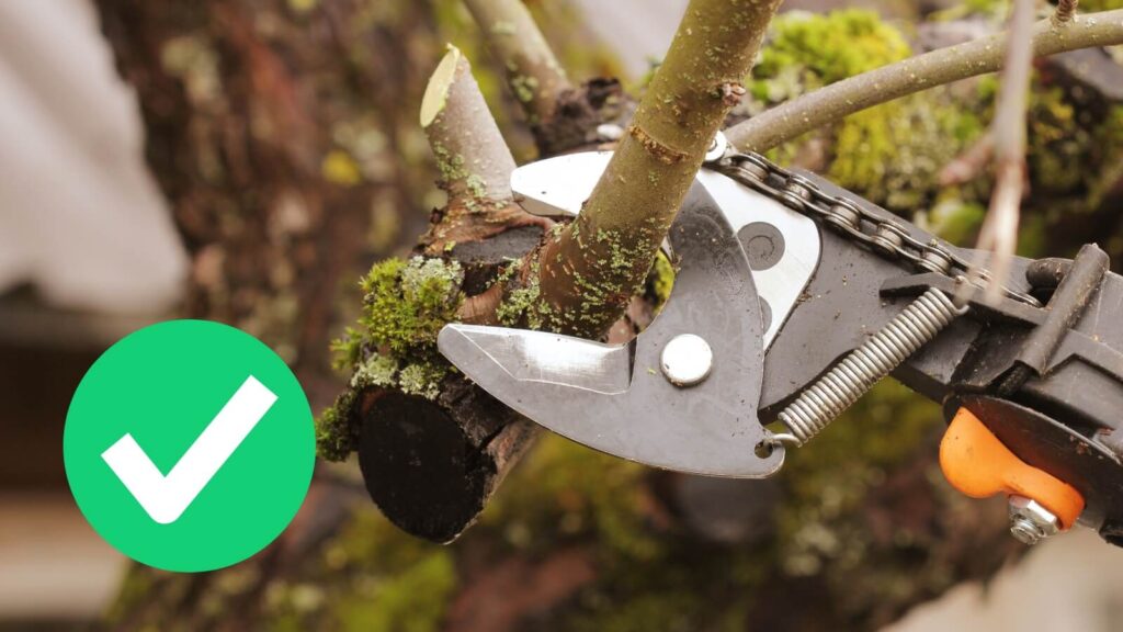 Person trimming branches