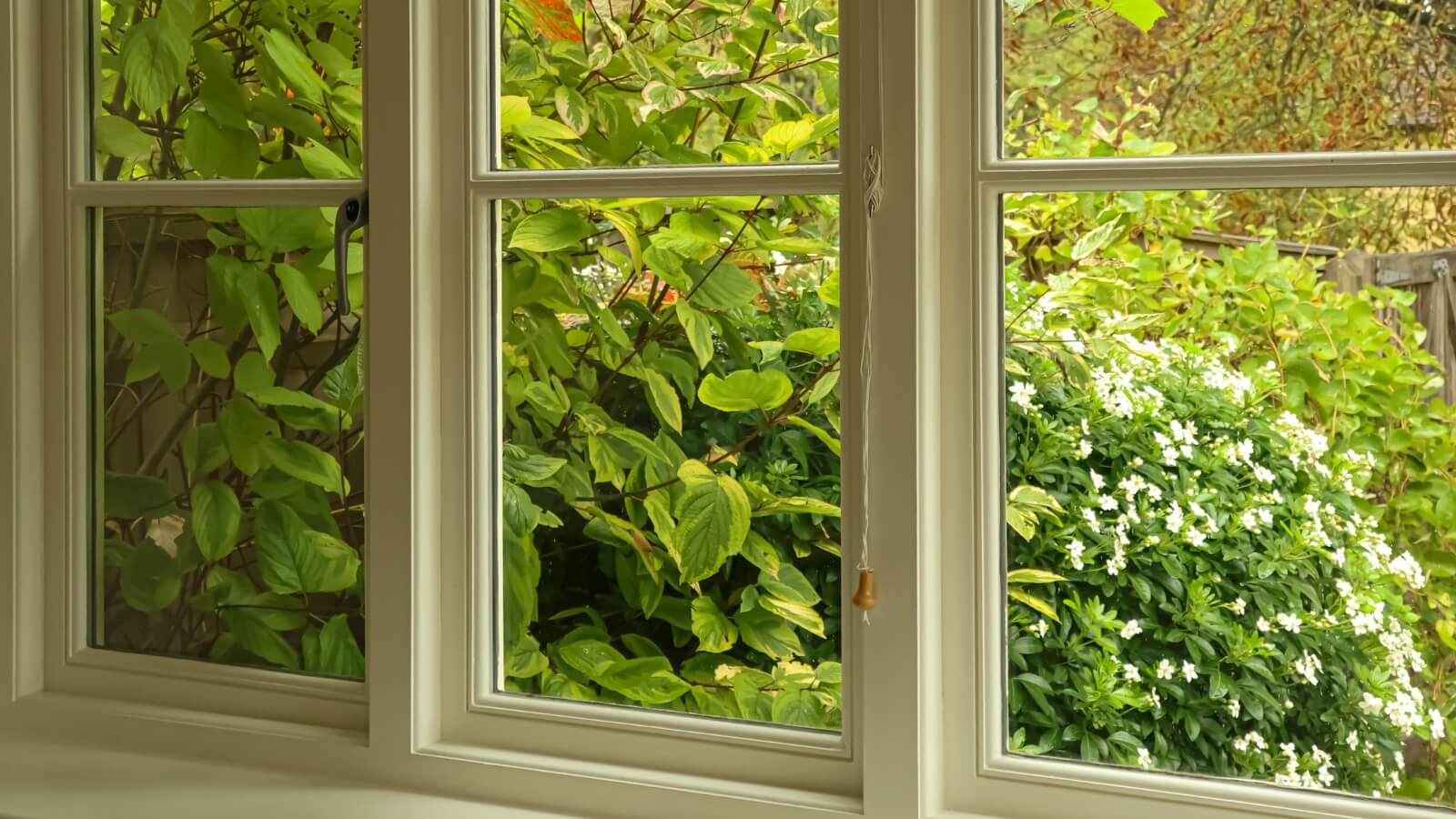 closeup of window with foliage in the background